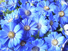 Cineraria hybrida Blüten