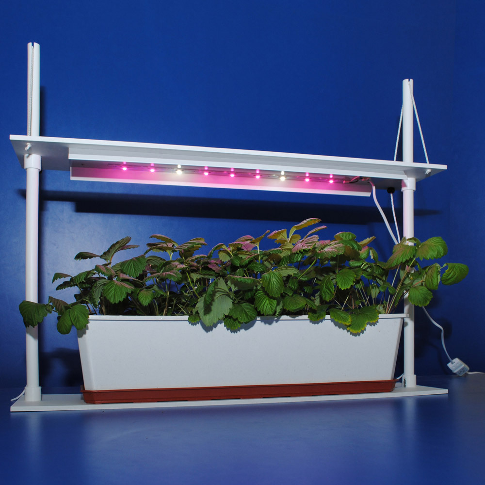 Phytolampen für Setzlinge