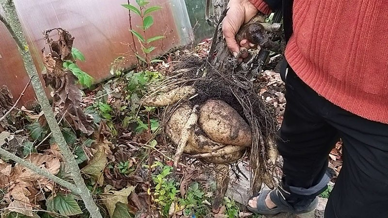 Wie Sie die ungewöhnliche Pflanze Yacon anbauen