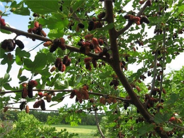 Beschreibung des Maulbeerbaums