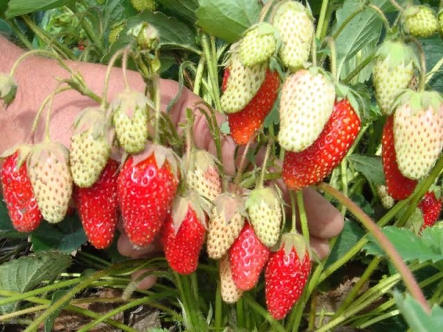 Unterschiede zwischen Walderdbeeren und Gartenerdbeeren