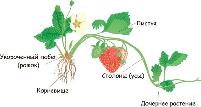 Unterschiede zwischen Walderdbeeren und Gartenerdbeeren