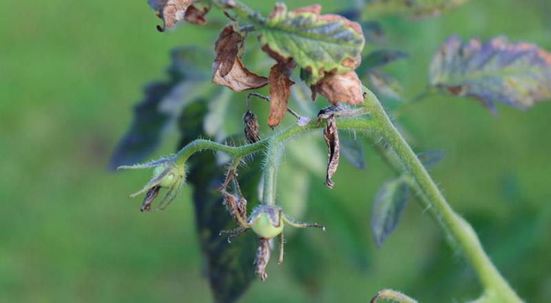 Warum Tomaten mit Flecken wachsen, innen hohl oder verkrümmt sind