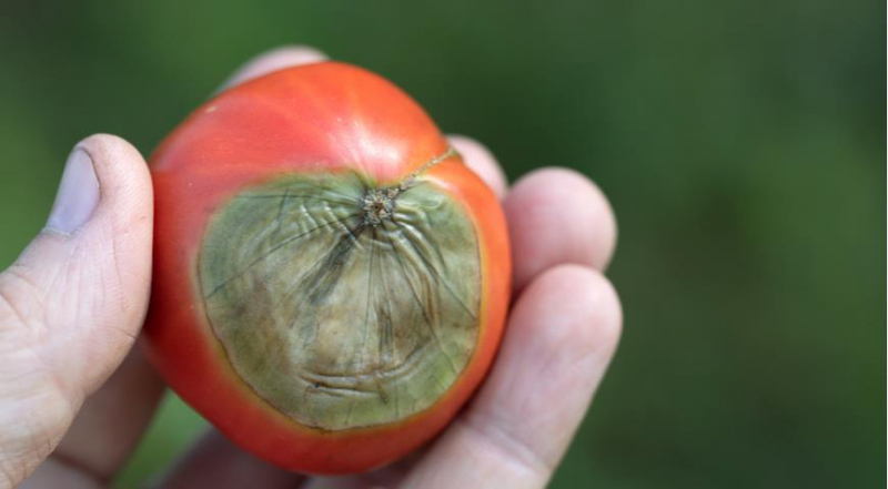 Warum Tomaten mit Flecken wachsen, innen hohl oder verkrümmt sind
