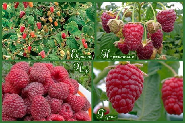 Warum hat die Himbeere kleine Beeren?