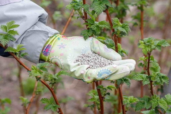Warum hat die Himbeere kleine Beeren?