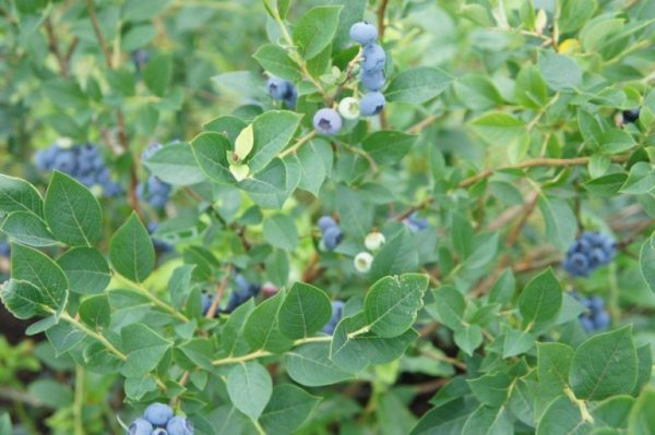 Nutzen und Schaden von Heidelbeeren
