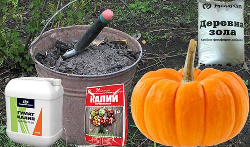 Kürbis 'Konfetka' – eine wunderbare Sorte mit karamellartigen Früchten