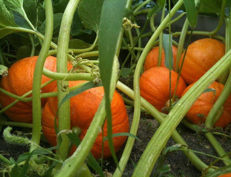 Kürbis 'Konfetka' – eine wunderbare Sorte mit karamellartigen Früchten