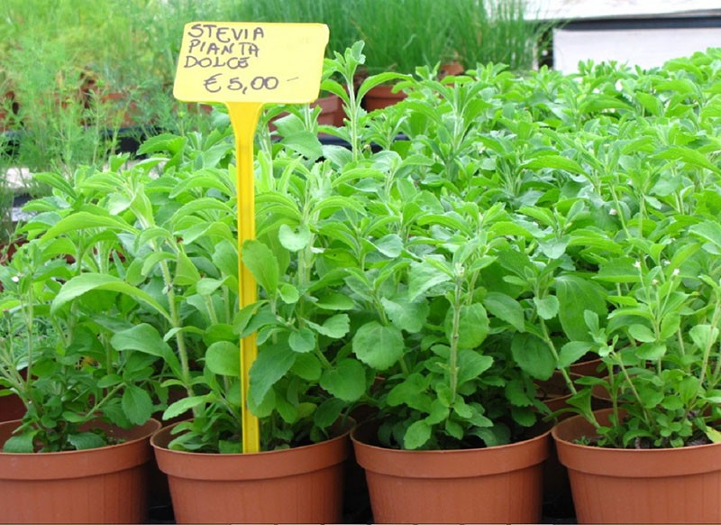 Spannender Anbau von Stevia zu Hause aus Samen