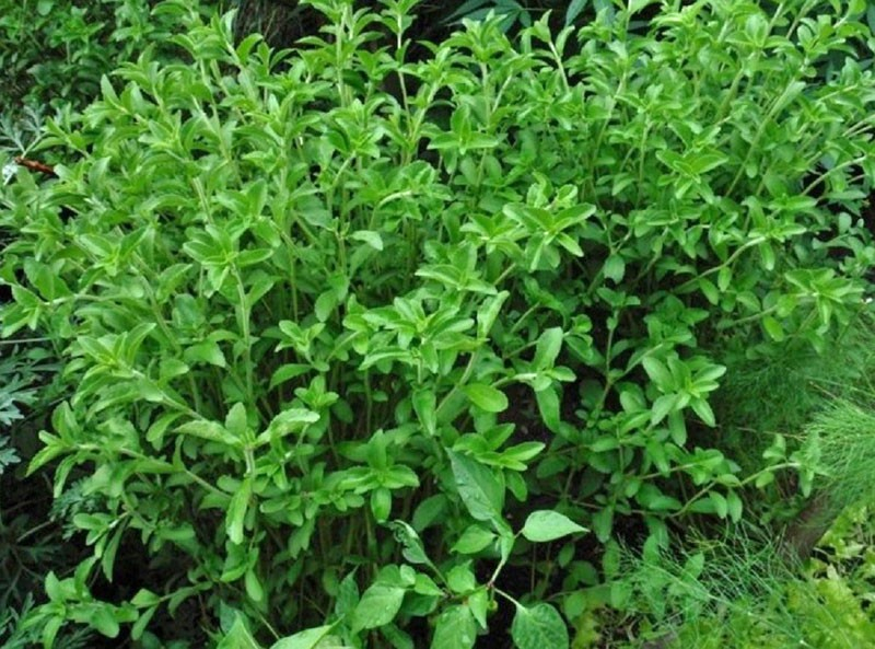 Spannender Anbau von Stevia zu Hause aus Samen