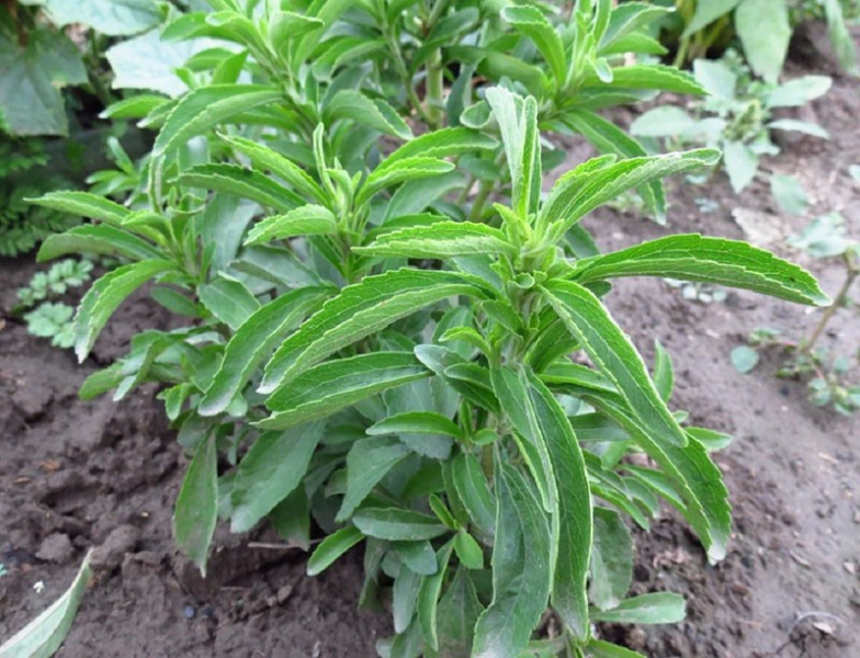 Spannender Anbau von Stevia zu Hause aus Samen