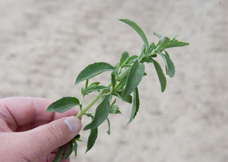 Spannender Anbau von Stevia zu Hause aus Samen