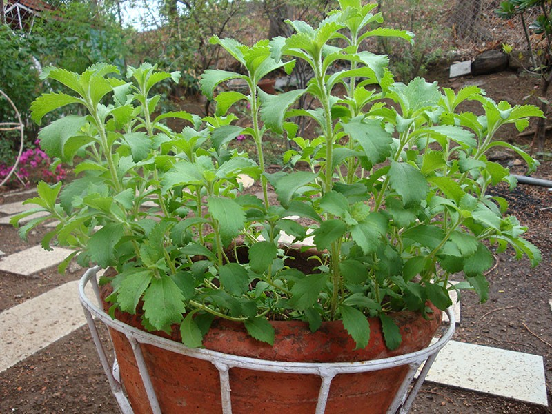 Spannender Anbau von Stevia zu Hause aus Samen