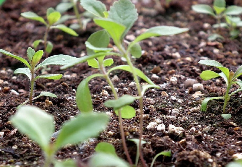 Spannender Anbau von Stevia zu Hause aus Samen