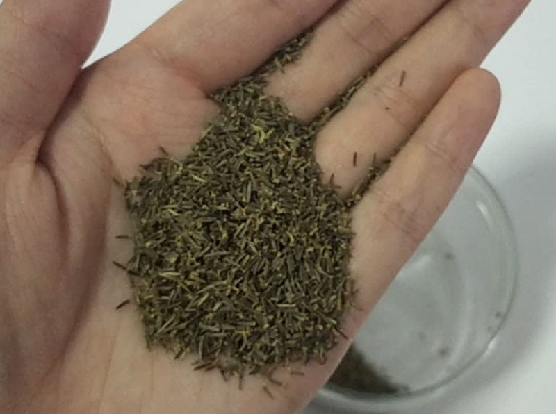 Spannender Anbau von Stevia zu Hause aus Samen