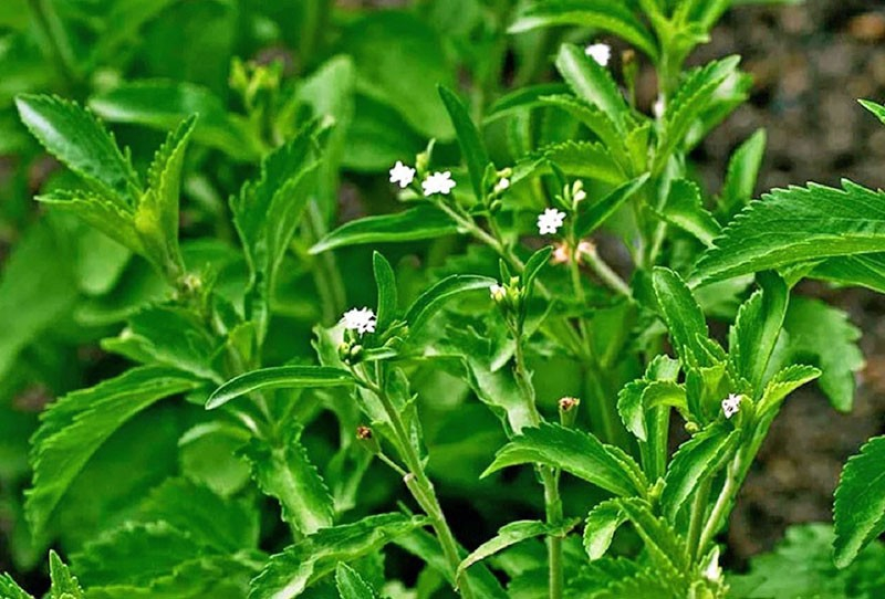 Spannender Anbau von Stevia zu Hause aus Samen