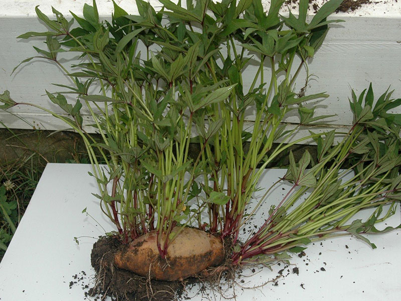 Ist der Anbau von Süßkartoffeln in der Mittelzone möglich?