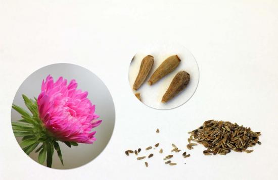 Asternblüten, Pflanzung und Pflege von der Blüte bis zur Samenernte
