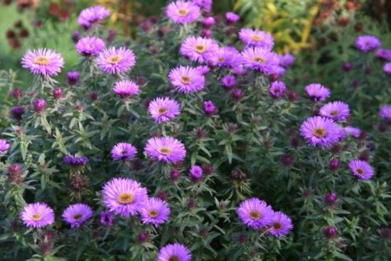 Asternblüten, Pflanzung und Pflege von der Blüte bis zur Samenernte