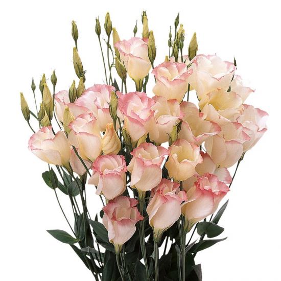 Eustoma, Bedeutung der Blume, Verwendung durch Floristen, Besonderheiten des Anbaus