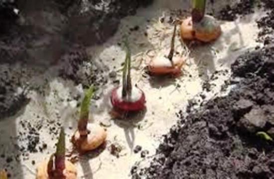 Gladiolus Baccara, Sortenbeschreibung und Geheimnisse des erfolgreichen Anbaus