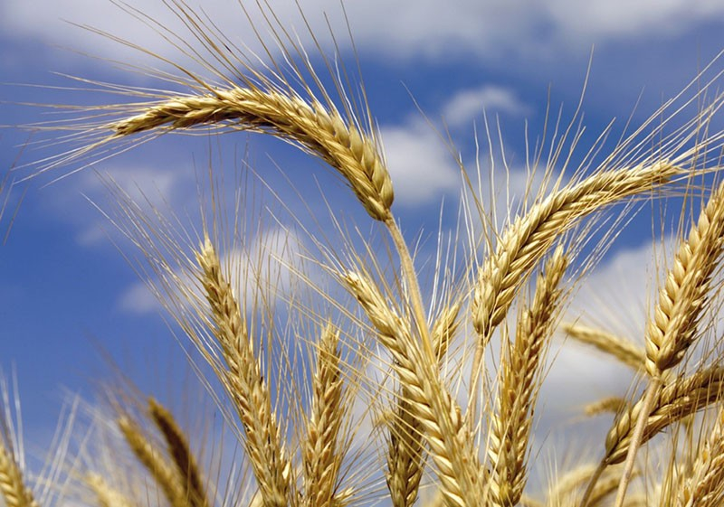 Sommergerste: Beschreibung und Grundlagen der Agrartechnik