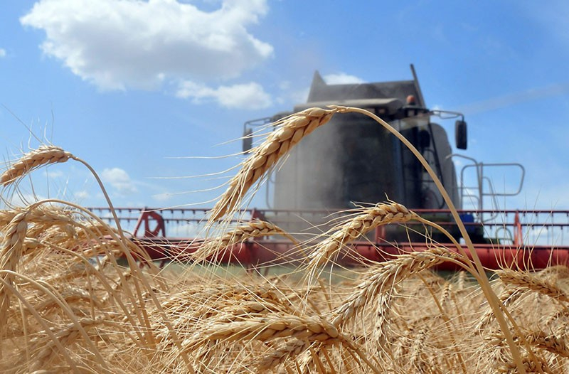 Sommergerste: Beschreibung und Grundlagen der Agrartechnik