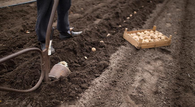 Wie man Drahtwürmer im Herbst bekämpft