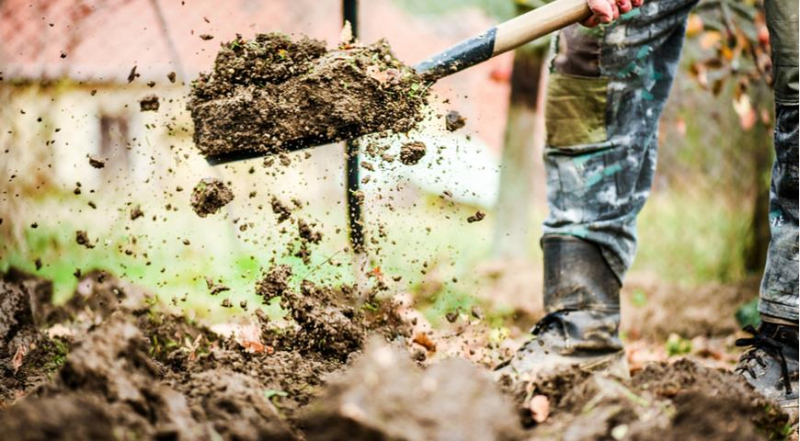 Wie man Drahtwürmer im Herbst bekämpft