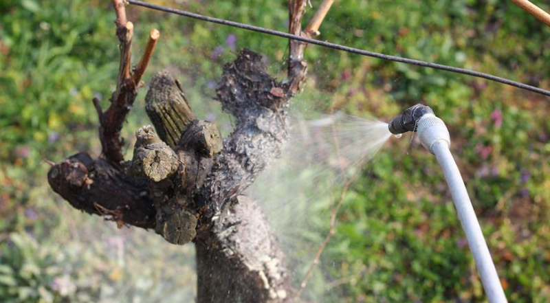 Wie man Kupfersulfat im Garten richtig verwendet