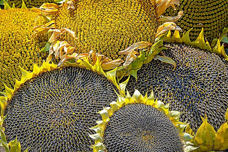 Wie unterscheiden Sie Öl- und Süßwarensorten der Sonnenblume?