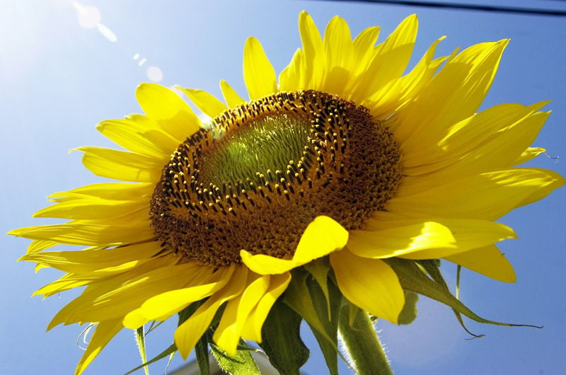 Wie unterscheiden Sie Öl- und Süßwarensorten der Sonnenblume?