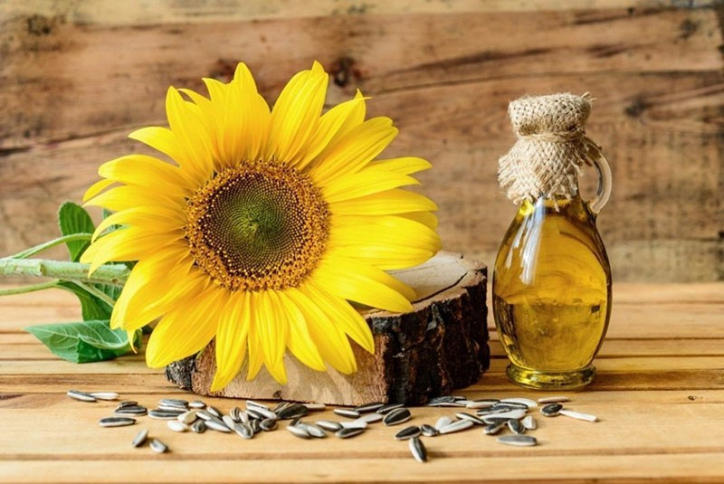 Wie unterscheiden Sie Öl- und Süßwarensorten der Sonnenblume?