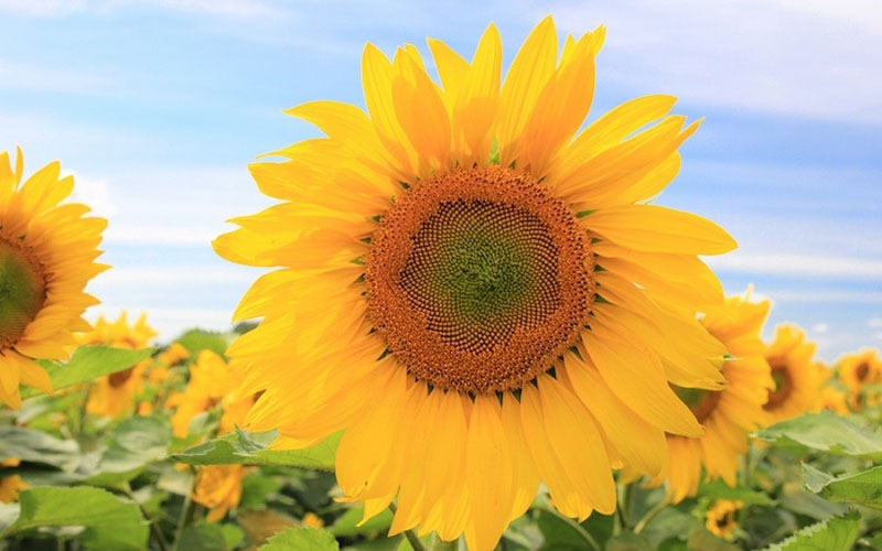 Wie unterscheiden Sie Öl- und Süßwarensorten der Sonnenblume?