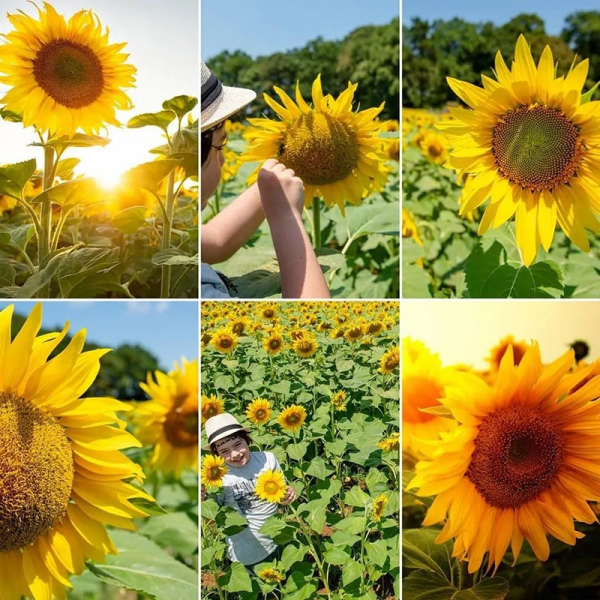 Wie unterscheiden Sie Öl- und Süßwarensorten der Sonnenblume?