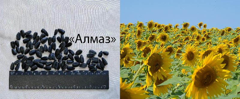 Wie unterscheiden Sie Öl- und Süßwarensorten der Sonnenblume?