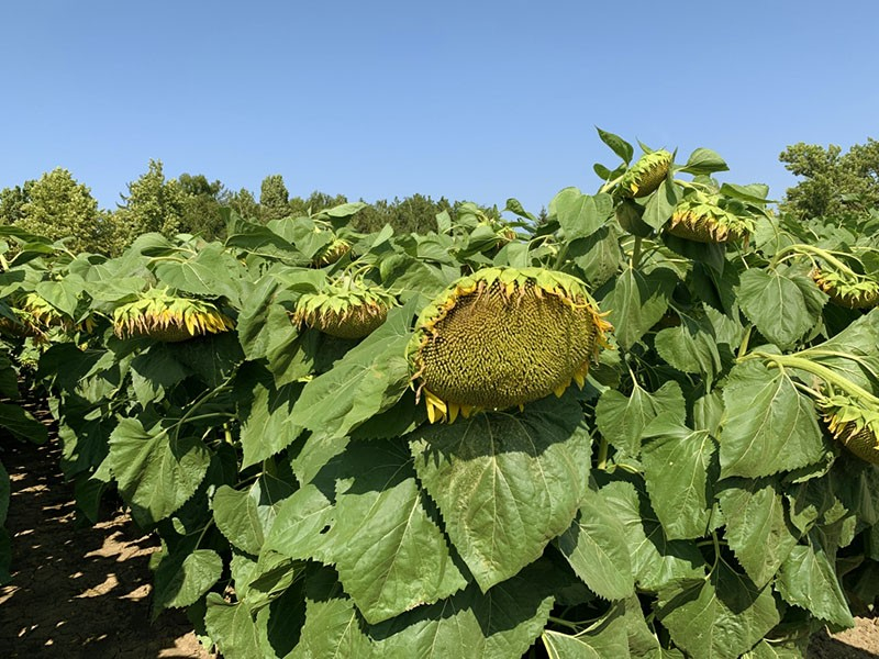 Wie unterscheiden Sie Öl- und Süßwarensorten der Sonnenblume?