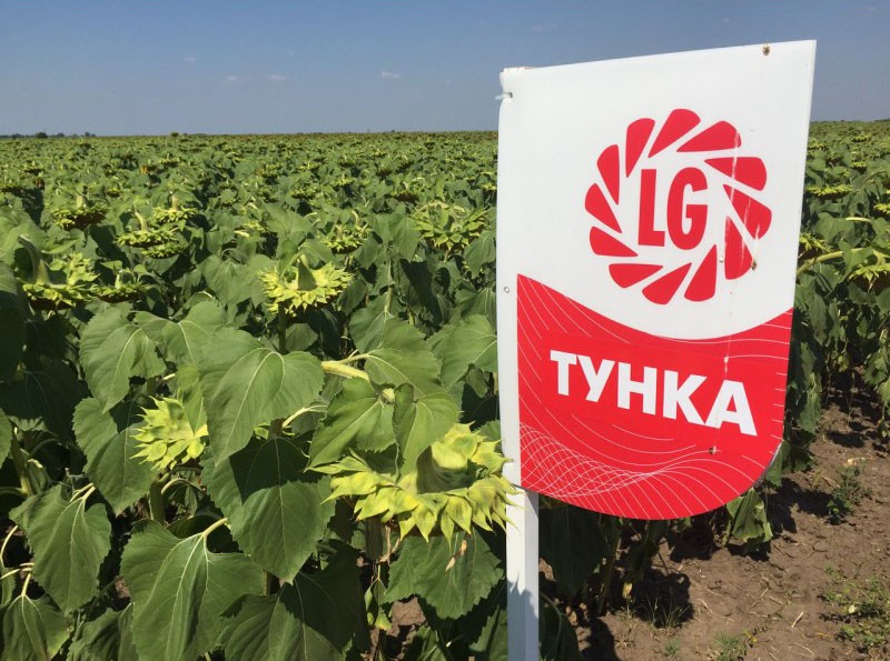 Wie unterscheiden Sie Öl- und Süßwarensorten der Sonnenblume?