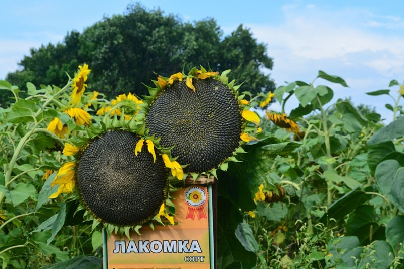 Wie unterscheiden Sie Öl- und Süßwarensorten der Sonnenblume?