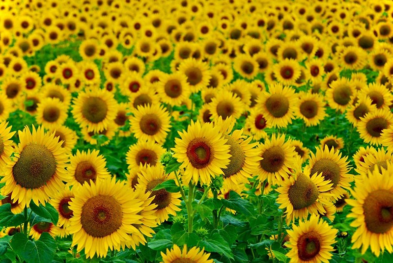 Wie unterscheiden Sie Öl- und Süßwarensorten der Sonnenblume?