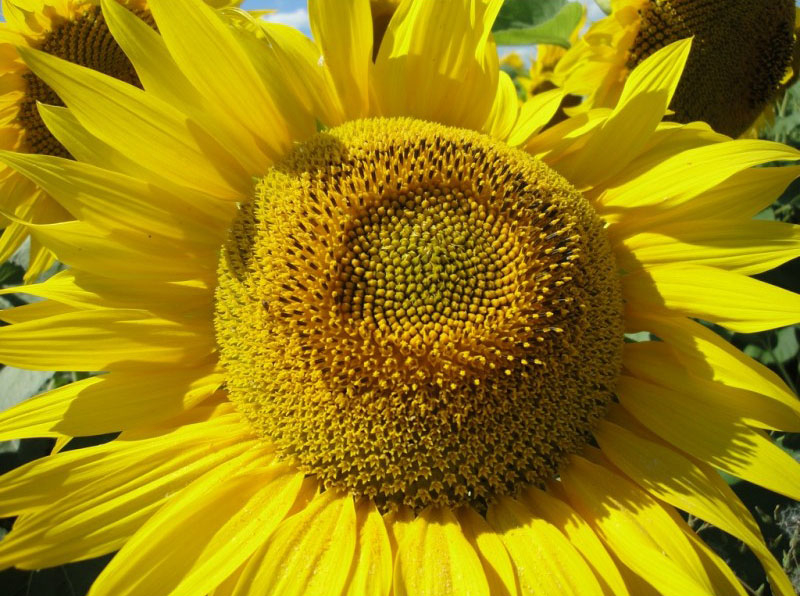 Wie unterscheiden Sie Öl- und Süßwarensorten der Sonnenblume?