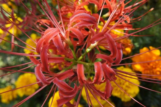 Nerine Bowdenii, Arten, Pflegebesonderheiten, Vermehrung