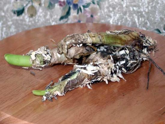 Nerine Bowdenii, Arten, Pflegebesonderheiten, Vermehrung