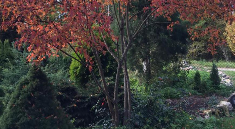 Herbstliche Stecklingsvermehrung von Pflanzen