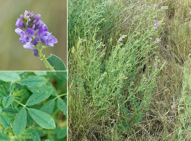 Besonderheiten des Anbaus von Luzerne als Gründüngung auf Gartenbeeten