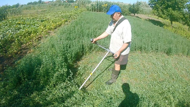 Besonderheiten des Anbaus von Luzerne als Gründüngung auf Gartenbeeten