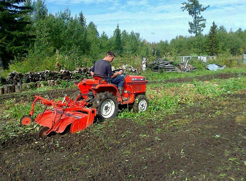Besonderheiten des Anbaus von Luzerne als Gründüngung auf Gartenbeeten