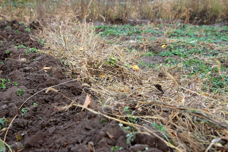Besonderheiten des Anbaus von Luzerne als Gründüngung auf Gartenbeeten