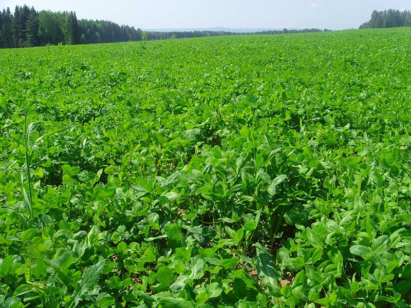 Besonderheiten des Anbaus von Luzerne als Gründüngung auf Gartenbeeten
